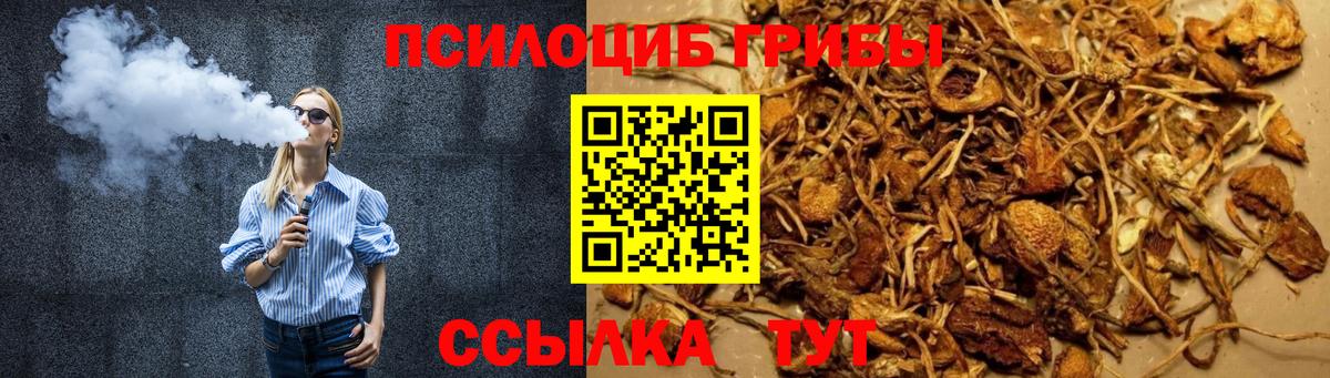 Псилоцибиновые грибы Psilocybe Нижнеудинск